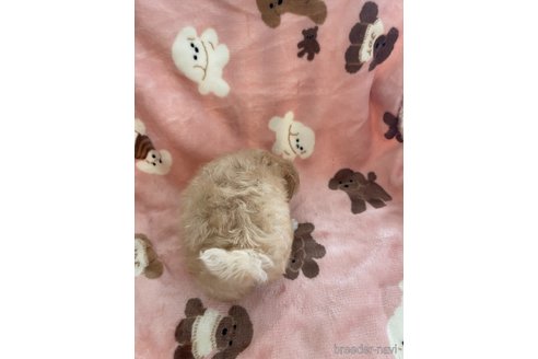 成約済の山形県のマルプー:マルチーズ×トイプードル-337891の3枚目