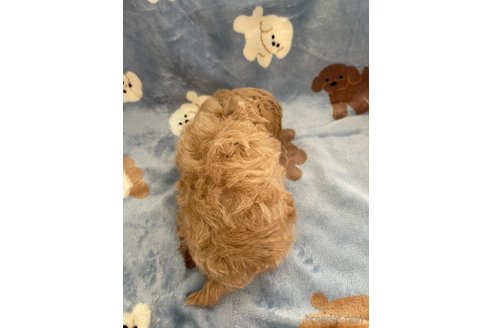 成約済の山形県のマルプー:マルチーズ×トイプードル-337892の2枚目