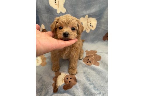 成約済の山形県のマルプー:マルチーズ×トイプードル-337892の1枚目