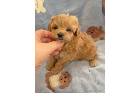 成約済の山形県のマルプー:マルチーズ×トイプードル-337895の2枚目