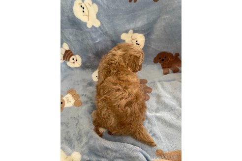 成約済の山形県のマルプー:マルチーズ×トイプードル-337895の3枚目