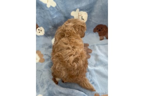 成約済の山形県のマルプー:マルチーズ×トイプードル-337895の4枚目