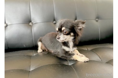 あんこちゃん1枚目