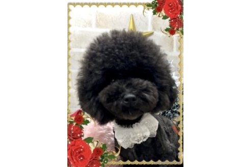 レディちゃん1枚目