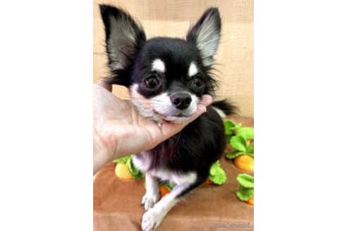 ソフィちゃん1枚目