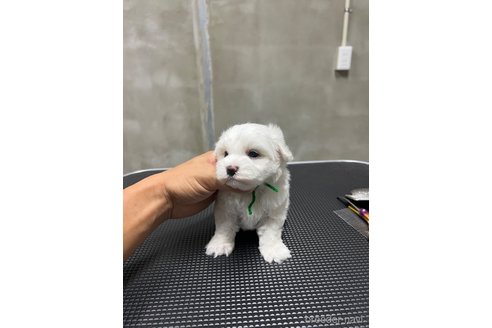 成約済の沖縄県のミックス犬-337921の6枚目