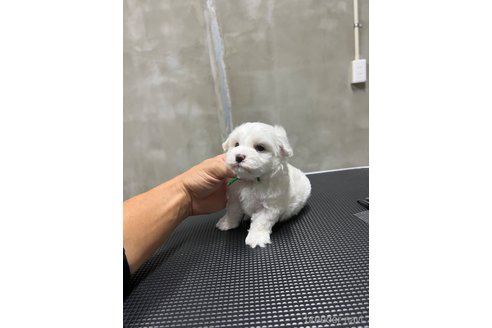 成約済の沖縄県のミックス犬-337921の7枚目