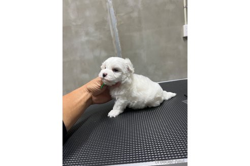 成約済の沖縄県のミックス犬-337921の8枚目