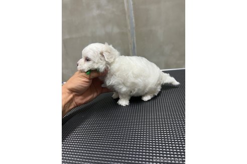 成約済の沖縄県のミックス犬-337921の9枚目