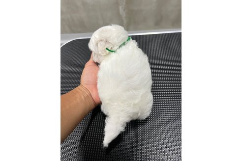 成約済の沖縄県のミックス犬-337921の10枚目