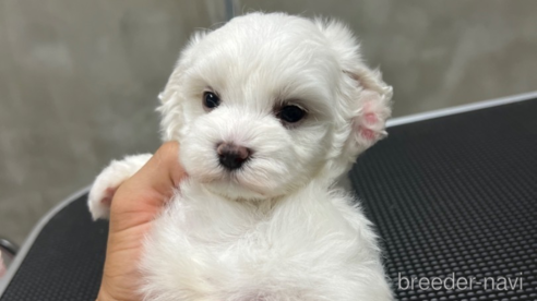 成約済の沖縄県のミックス犬-337921の5枚目