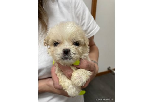成約済の滋賀県のミックス犬-334566の25枚目