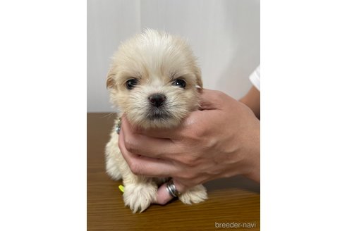 成約済の滋賀県のミックス犬-334566の24枚目