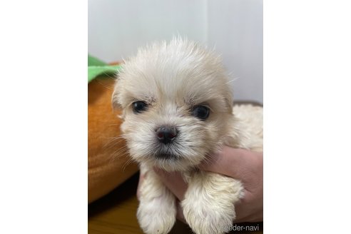 成約済の滋賀県のミックス犬-334566の23枚目