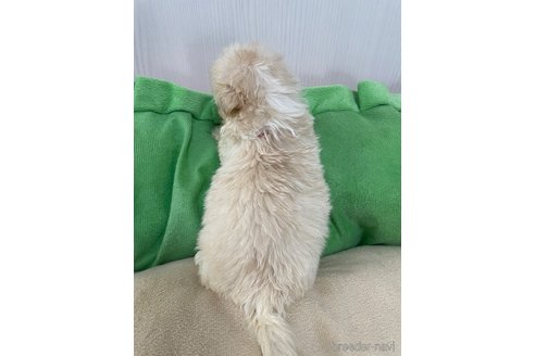 成約済の滋賀県のミックス犬-334566の22枚目