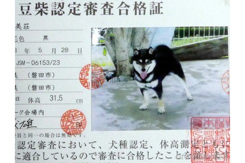 成約済の静岡県の豆柴-337923の3枚目