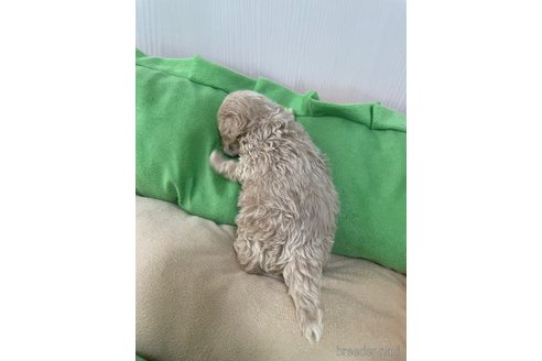 成約済の滋賀県のマルプー:マルチーズ×トイプードル-336186の27枚目