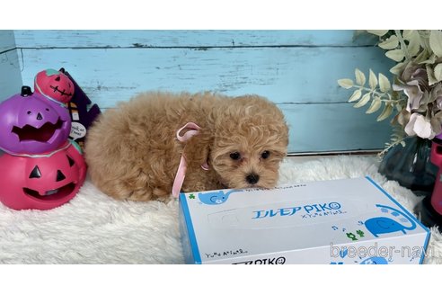 成約済の埼玉県のマルプー:マルチーズ×トイプードル-331767の14枚目