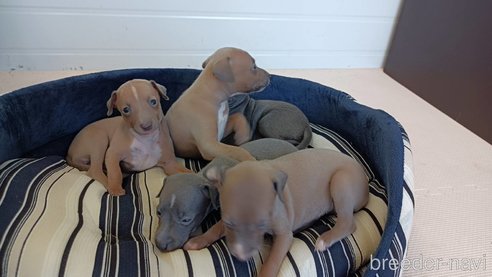 成約済の千葉県のイタリアングレーハウンド(イタグレ)-337927の3枚目