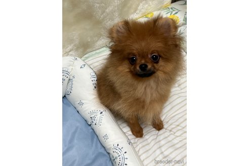 成約済の北海道のポメラニアン-326449の20枚目
