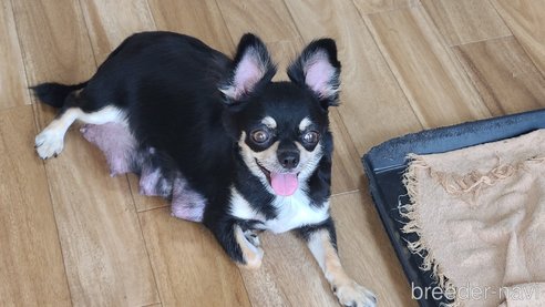 ドラミちゃん1枚目