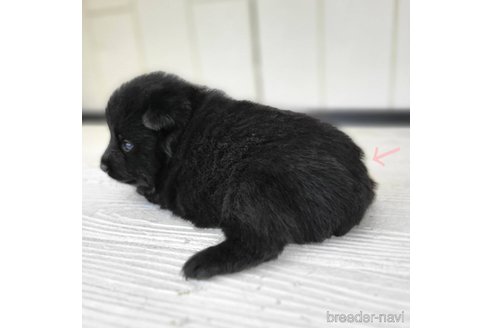 成約済の茨城県のスキッパーキ-337934の19枚目