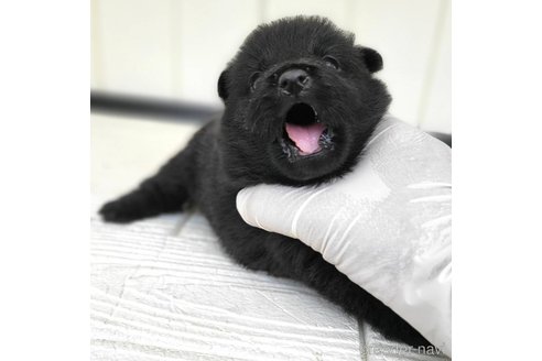 成約済の茨城県のスキッパーキ-337934の16枚目
