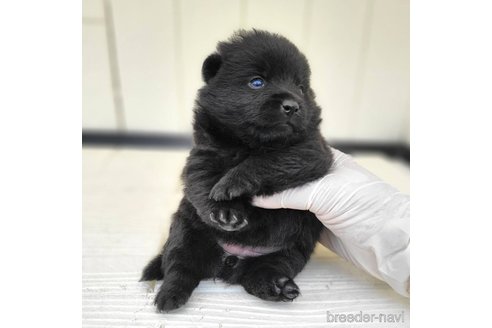 成約済の茨城県のスキッパーキ-337937の16枚目