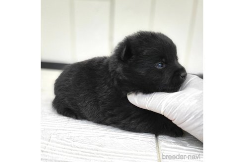 成約済の茨城県のスキッパーキ-337937の17枚目