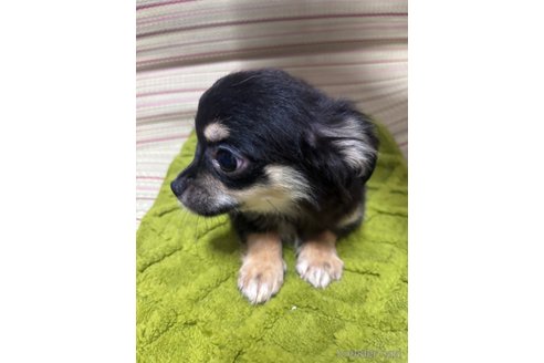 成約済の埼玉県のチワワ(ロングコート)-337957の3枚目