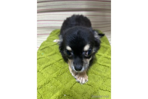 成約済の埼玉県のチワワ(ロングコート)-337957の2枚目