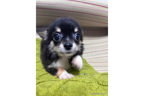 成約済の埼玉県のチワワ(ロングコート)-337959の2枚目