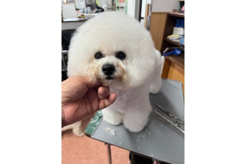 ナラちゃん1枚目