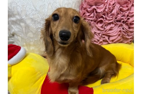 成約済の栃木県のミニチュアダックスフンド(ロングヘアード)-338000の4枚目