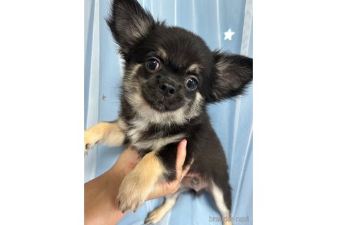成約済の山口県のチワワ(ロングコート)-334501の1枚目
