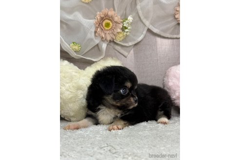 成約済の三重県のチワワ(ロングコート)-333788の4枚目
