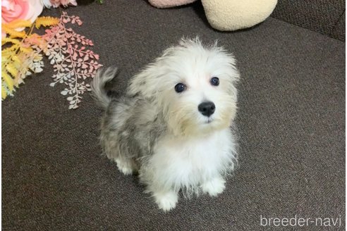成約済の東京都のミックス犬-313112の10枚目