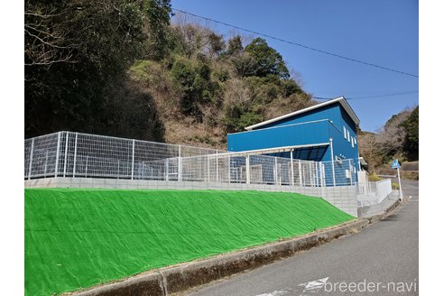 成約済の和歌山県の柴犬-335565の2枚目