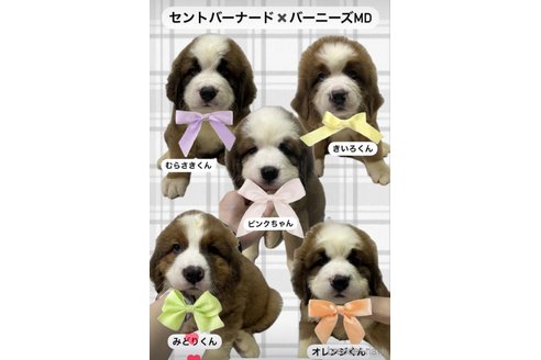 成約済の岩手県のミックス犬-338016の1枚目