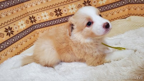 成約済の岐阜県のボーダーコリー-335826の3枚目