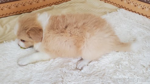 成約済の岐阜県のボーダーコリー-335826の4枚目