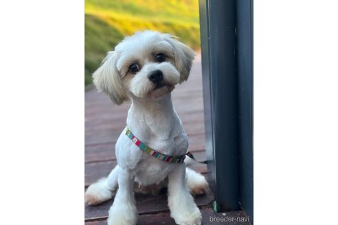 成約済の山口県のミックス犬-266109の2枚目