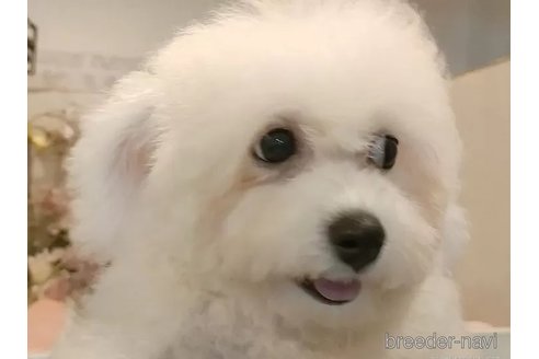成約済の愛知県のビションフリーゼ-323082の4枚目
