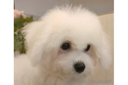成約済の愛知県のビションフリーゼ-323082の3枚目