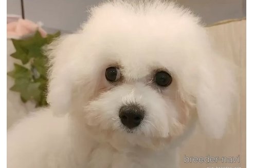 成約済の愛知県のビションフリーゼ-323082の2枚目