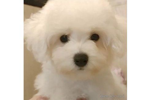 成約済の愛知県のビションフリーゼ-326896