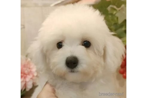 成約済の愛知県のビションフリーゼ-326896の4枚目