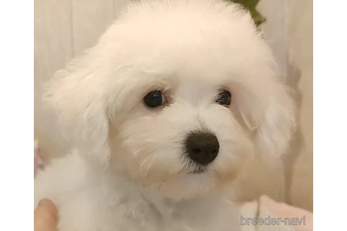 成約済の愛知県のビションフリーゼ-326896の3枚目