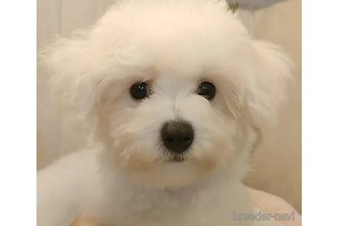 成約済の愛知県のビションフリーゼ-326896の2枚目
