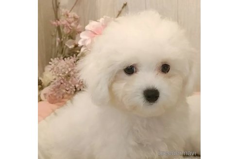 成約済の愛知県のビションフリーゼ-326957